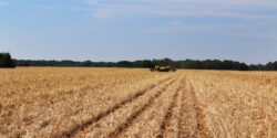 A planter driving through a field planting peanuts into a winter wheat cover.
