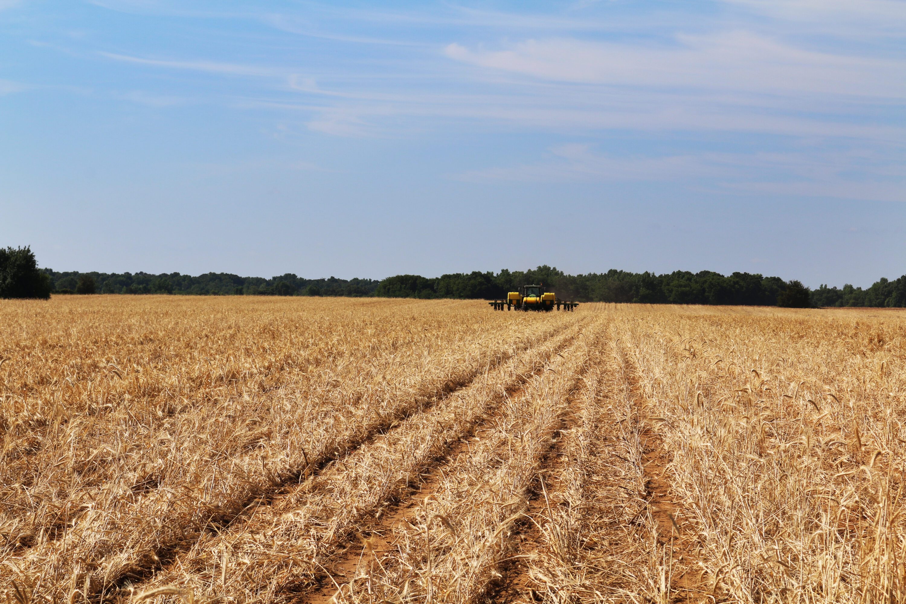 A planter driving through a field planting peanuts into a winter wheat cover.