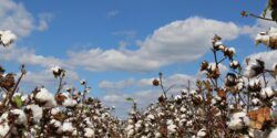 Defoliated field of cotton with a bright blue sky and fluffy white clouds in the background.