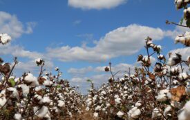 Defoliated field of cotton with a bright blue sky and fluffy white clouds in the background.
