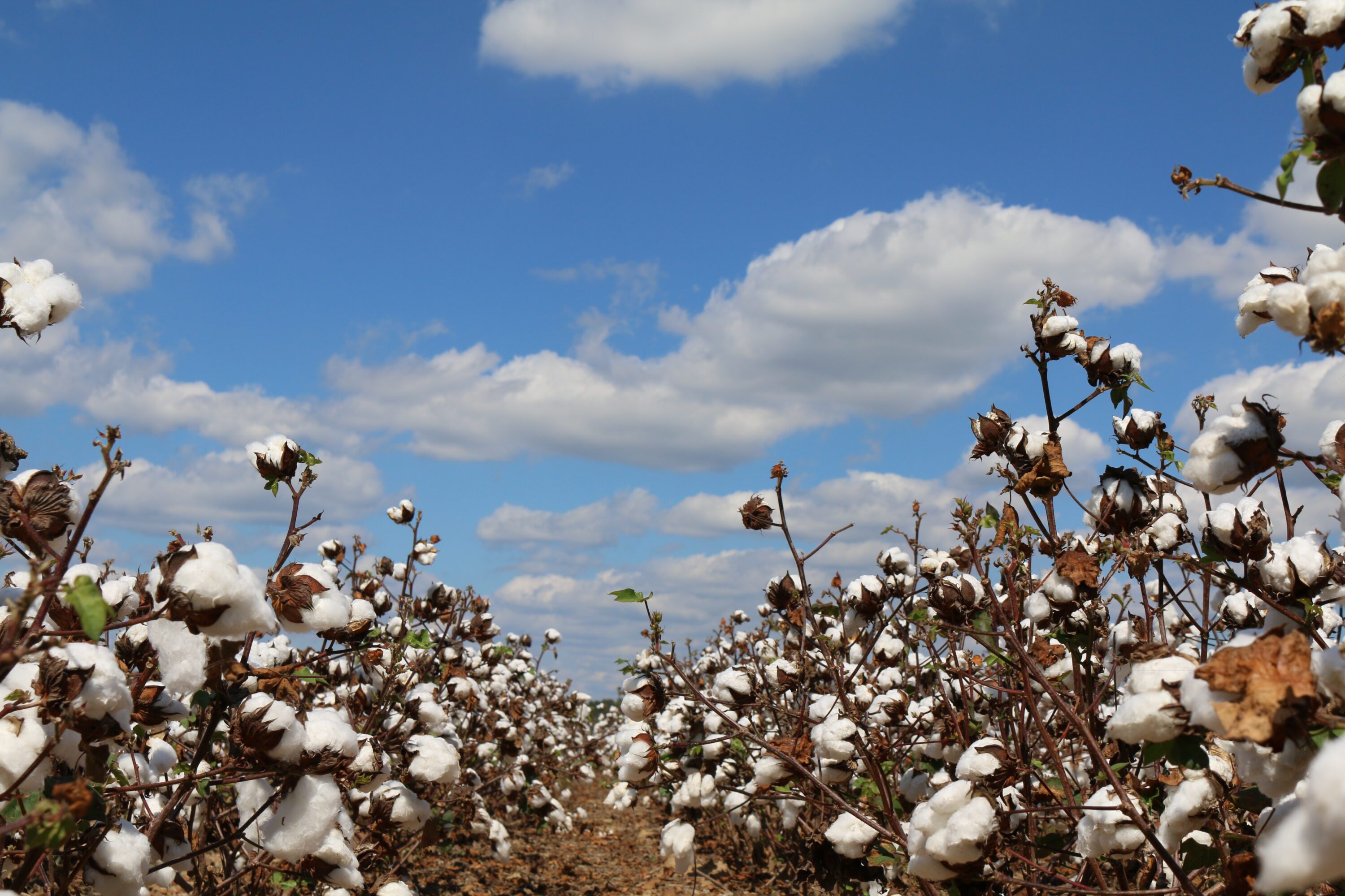 Defoliated field of cotton with a bright blue sky and fluffy white clouds in the background.