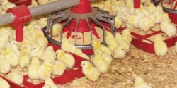 Baby chicks in a poultry house.