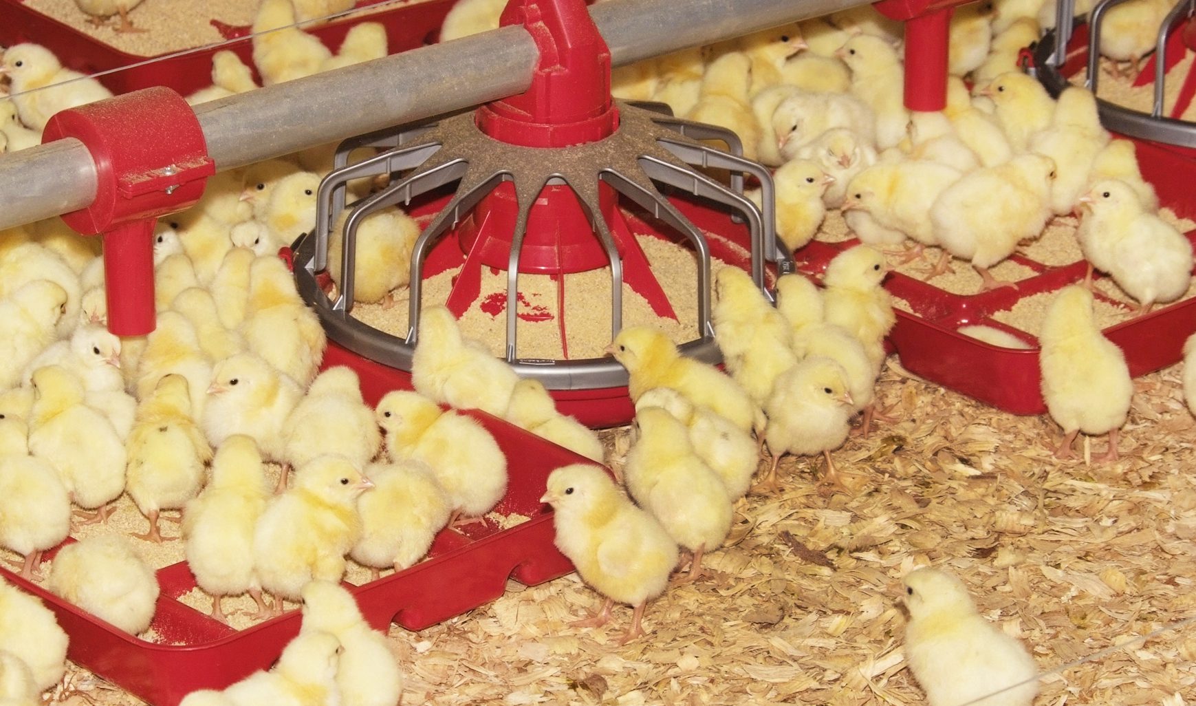 Baby chicks in a poultry house.