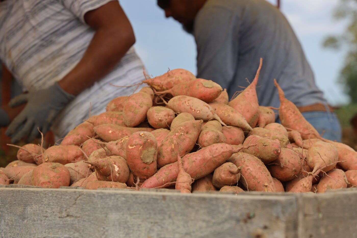 A pile of harvested sweet potatoes with two farm workers in the background.
