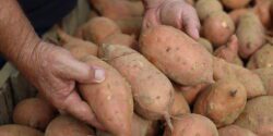 Farmer's hands holding three sweet potatoes above a pile of harvested sweet potatoes.