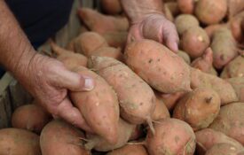 Farmer's hands holding three sweet potatoes above a pile of harvested sweet potatoes.