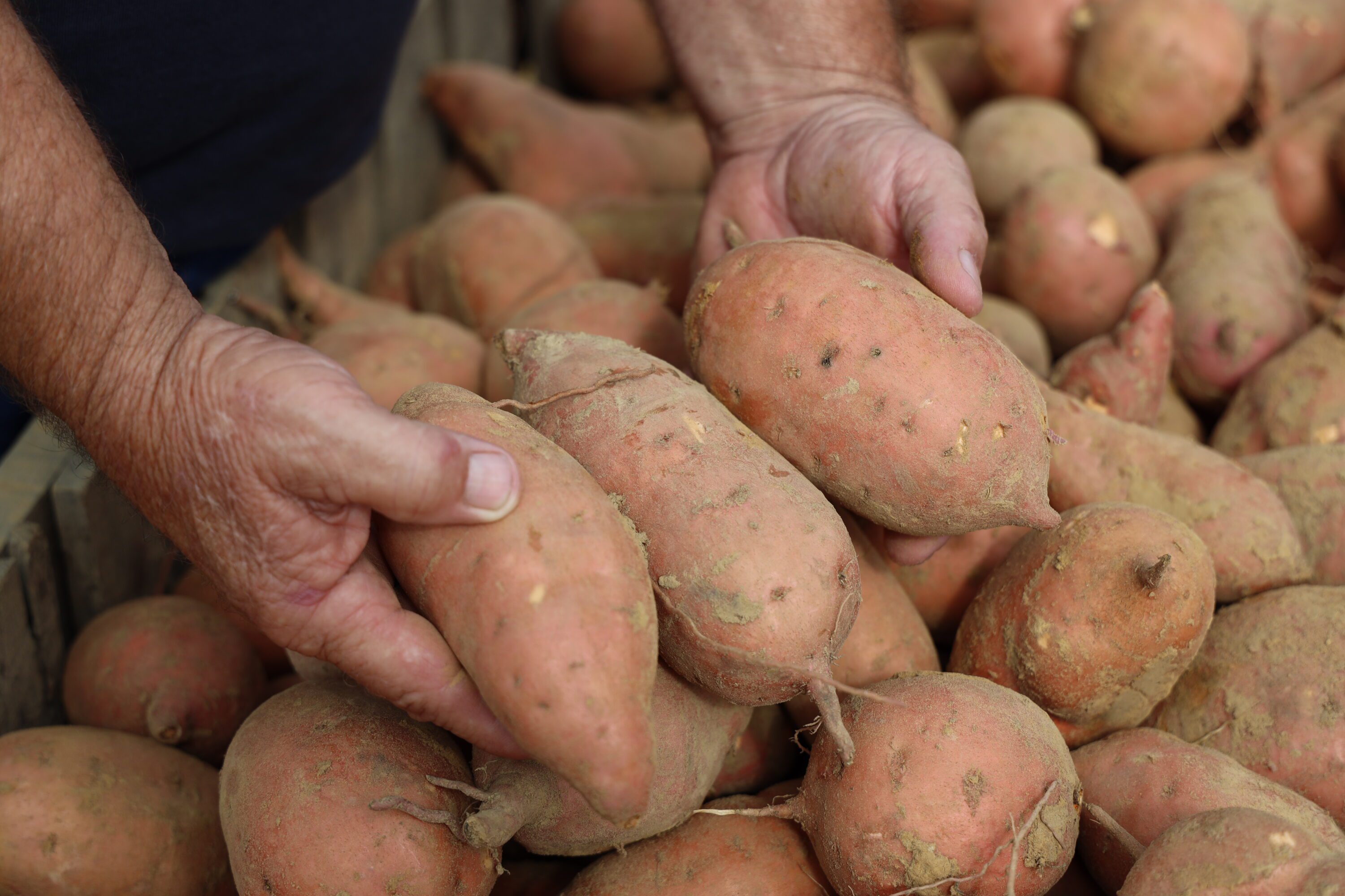Farmer's hands holding three sweet potatoes above a pile of harvested sweet potatoes.