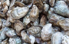 A pile of harvested oysters.