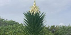 A tall aloe yucca plant, with the light blue sky in the background.