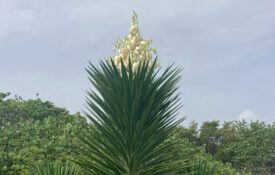 A tall aloe yucca plant, with the light blue sky in the background.