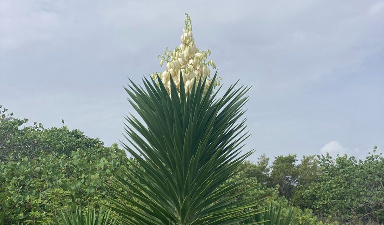 A tall aloe yucca plant, with the light blue sky in the background.