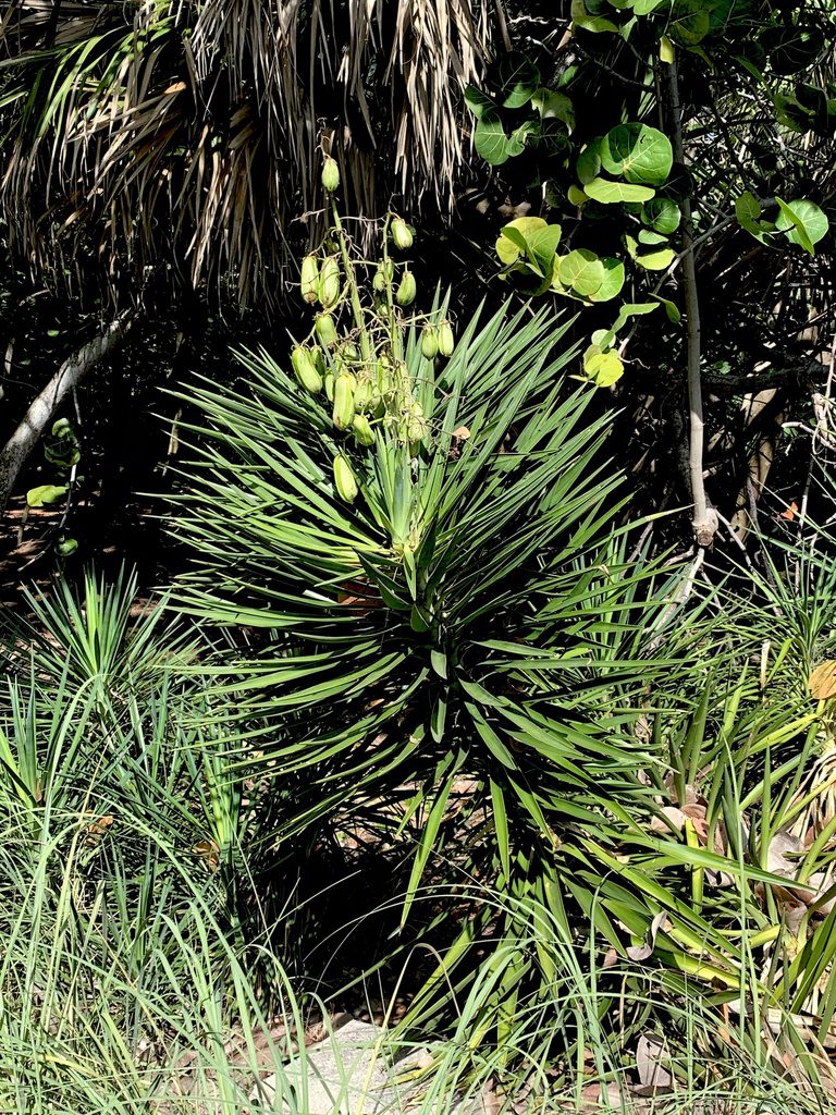 A closeup of an aloe yucca plant with fruit.