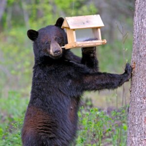 Figure 7. Black bear reaching for a bird feeder to feed on sunflower seeds