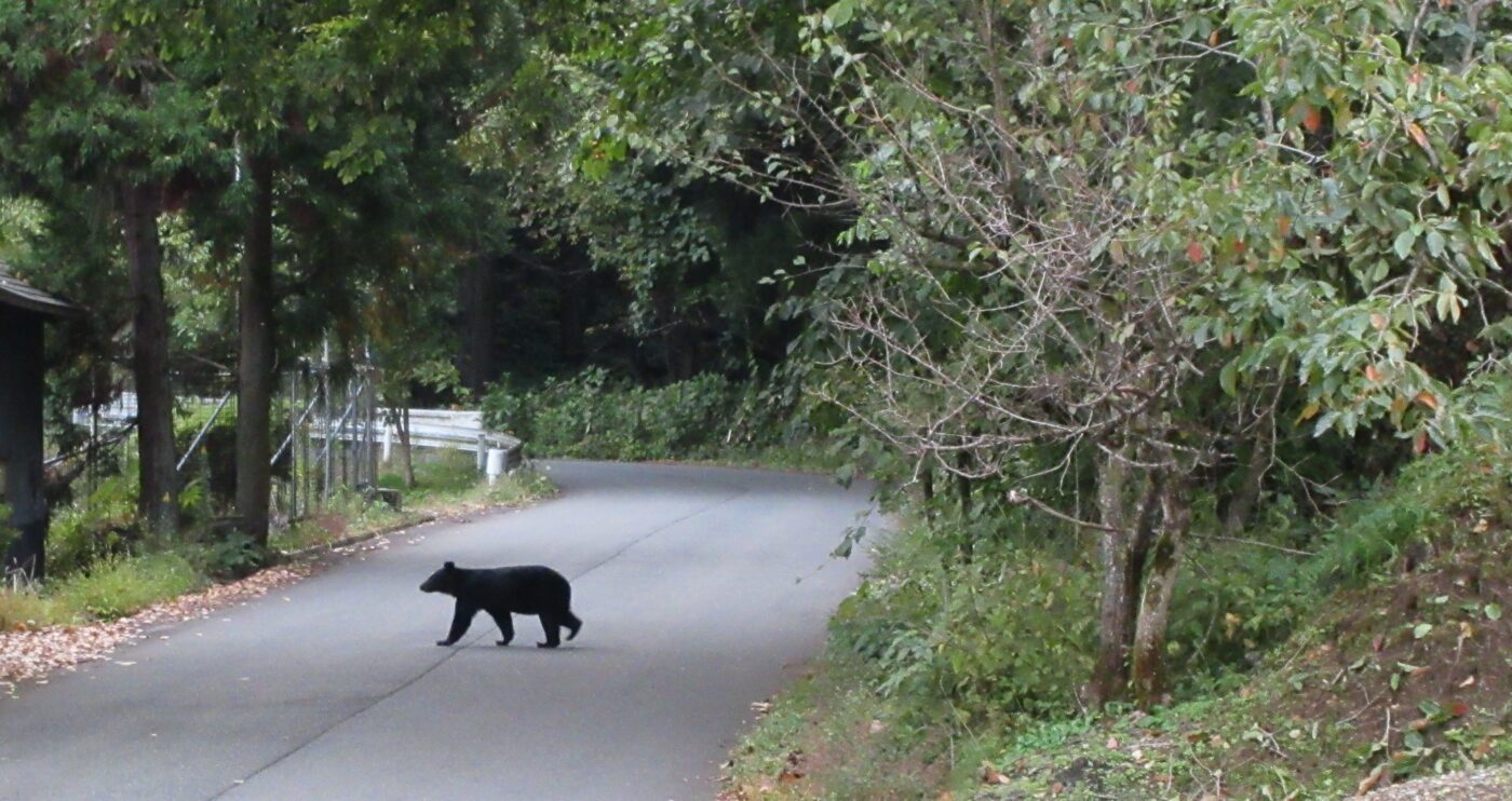 Figure 4. A young black bear crossing a rural road