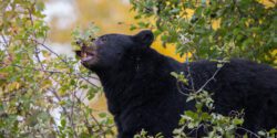 Figure 1. Black bear foraging for berries.