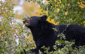 Figure 1. Black bear foraging for berries.