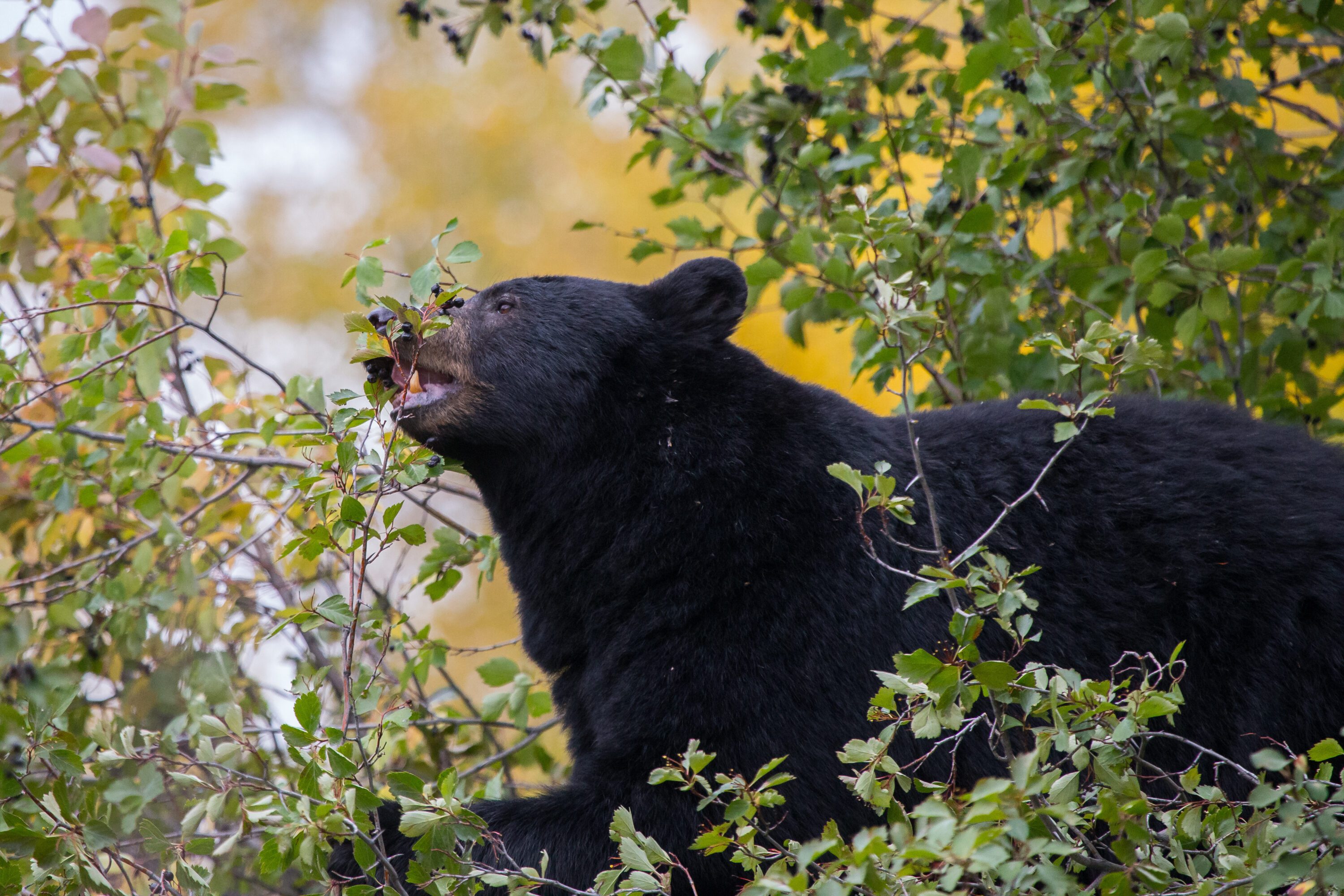Figure 1. Black bear foraging for berries.