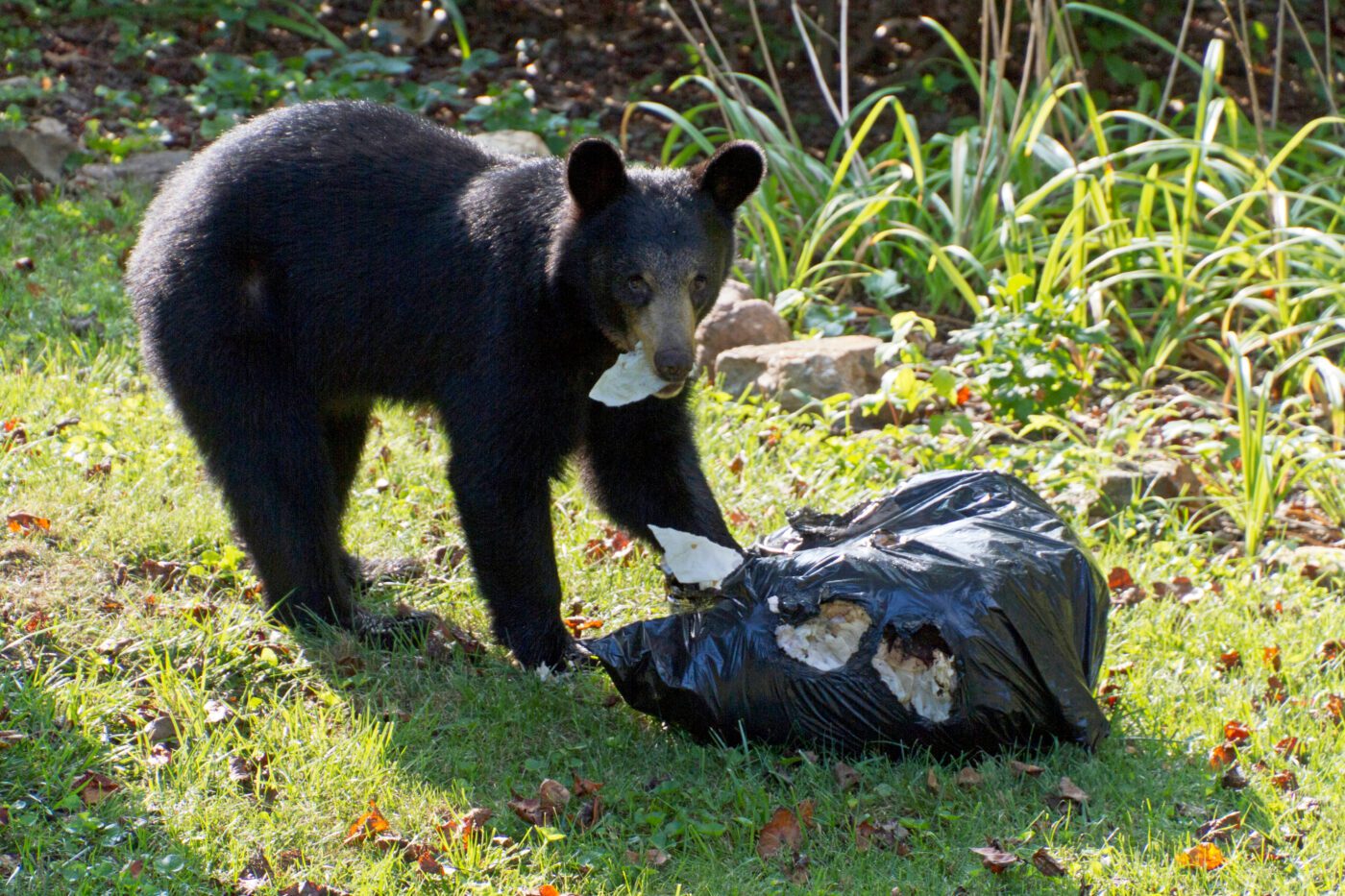 Figure 5. Black bear searching for food in trash. This situation creates food conditioning that often leads to nuisance relocation or euthanasia, spawning the phrase “‘a fed bear is a dead bear.”