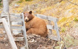 Figure 8. Most any human food by-products are attractive to black bears, even garden compost piles like the one this bear is scavenging in.