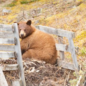 Figure 8. Most any human food by-products are attractive to black bears, even garden compost piles like the one this bear is scavenging in.