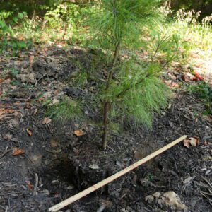 A pine tree sapling sitting in a dug hole with a yard stick lying across the hole to measure the diameter compared to the tree's root ball.