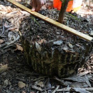 A person using a yard stick to measure the top size of a root ball on a plant before it was shaved with a handsaw.