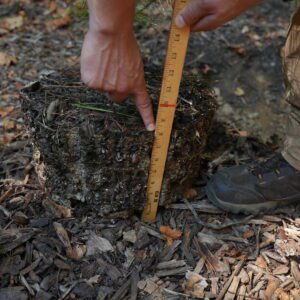 A person using a yard stick to measure the side size of a root ball on a plant before it was shaved with a handsaw.before it was shaved with a handsaw (also see figure 6).