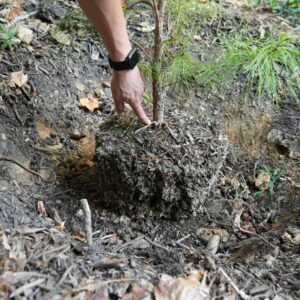 A person's hand pointing to the root flare of a tree, which should always remain slightly above the surrounding soil grade when planting the tree.