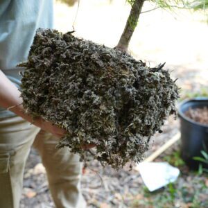 A person holding the root ball of a tree that is about to be planted. This image shows the root ball after it has been shaved with a handsaw.