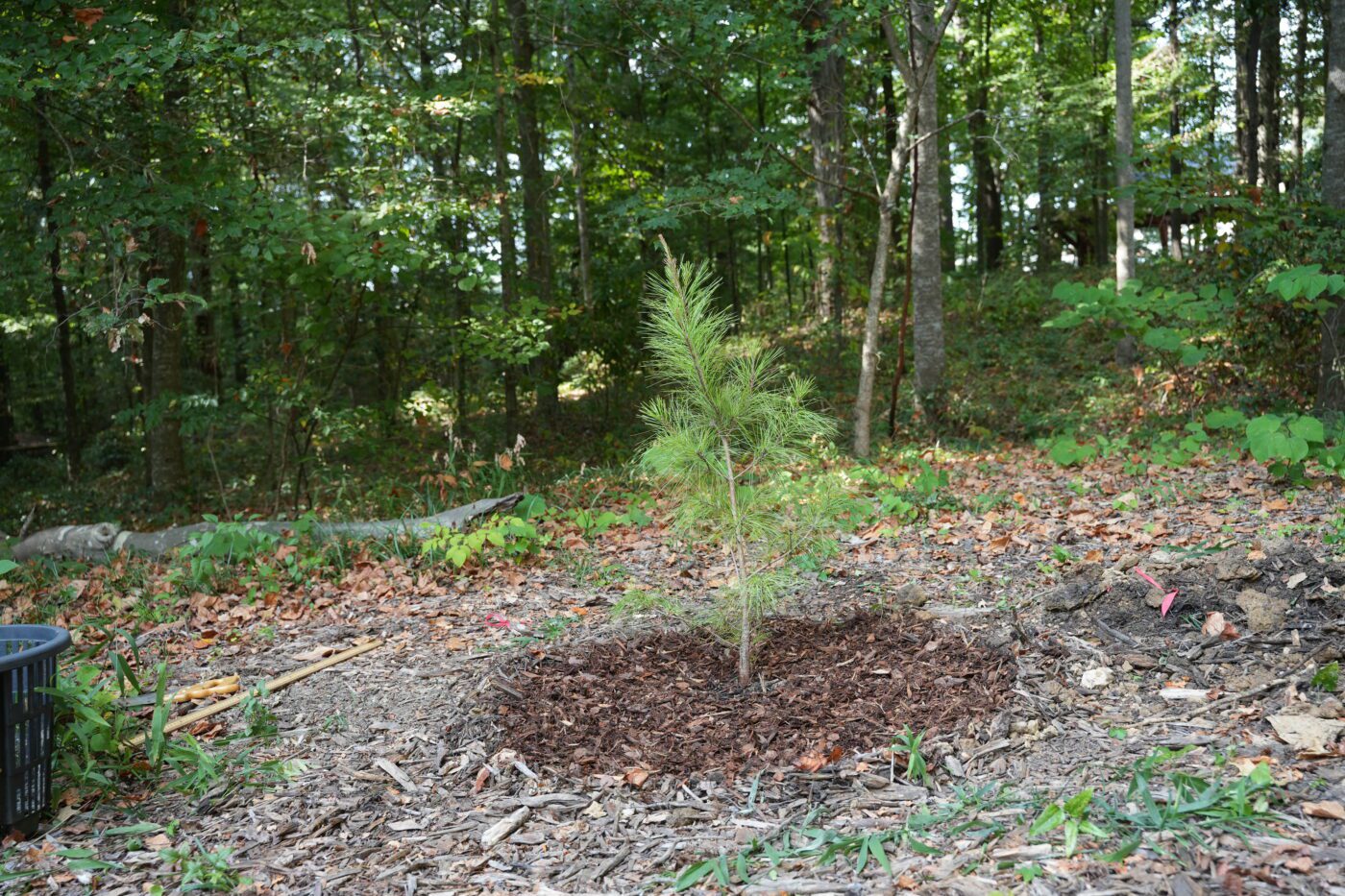 A small ring of mulch around a recently planted pine tree.