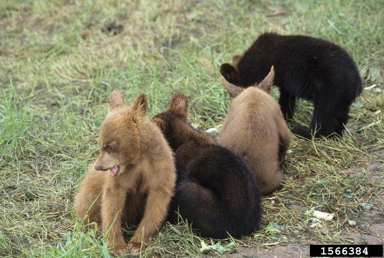 Figure 2. Black bear litter of four cubs. Coat color can vary from black to light brown, but variations beyond black are rare in the eastern United States. (Photo credit: Joy Viola, Northeastern University, Bugwood.org)