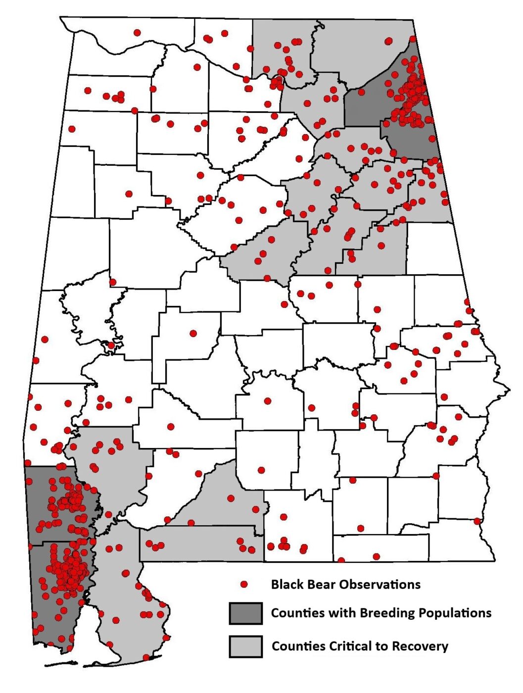 Figure 3. Black bear distribution in Alabama. Dark gray counties host breeding populations, and light gray counties are anticipated to be critical to black bear recovery. Red points are black bear observations from 2010 to 2024. (Graphic courtesy of ADCNR-AWFF)