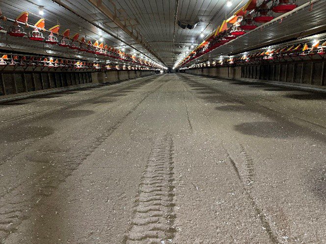 Figure 5. This house’s litter has been prepared early betweenflocks and is being left undisturbed for 3 days before application of a litter amendment.