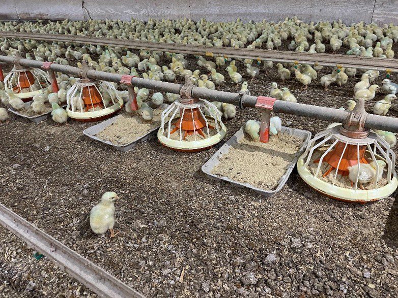 Figure 6. Ammonia production can lead to eye damage. Measure ammonia concentration with a gas detection tube to verify ammonia concentration in the house at chick height.