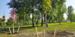 Planted and staked trees in a public park.