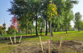 Planted and staked trees in a public park.