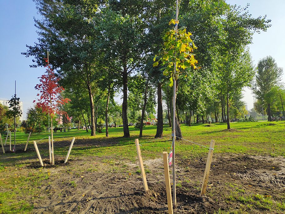 Planted and staked trees in a public park.