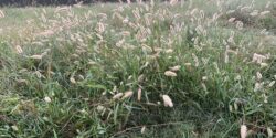 Foxtail tussock on pasture