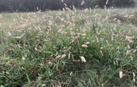Foxtail tussock on pasture