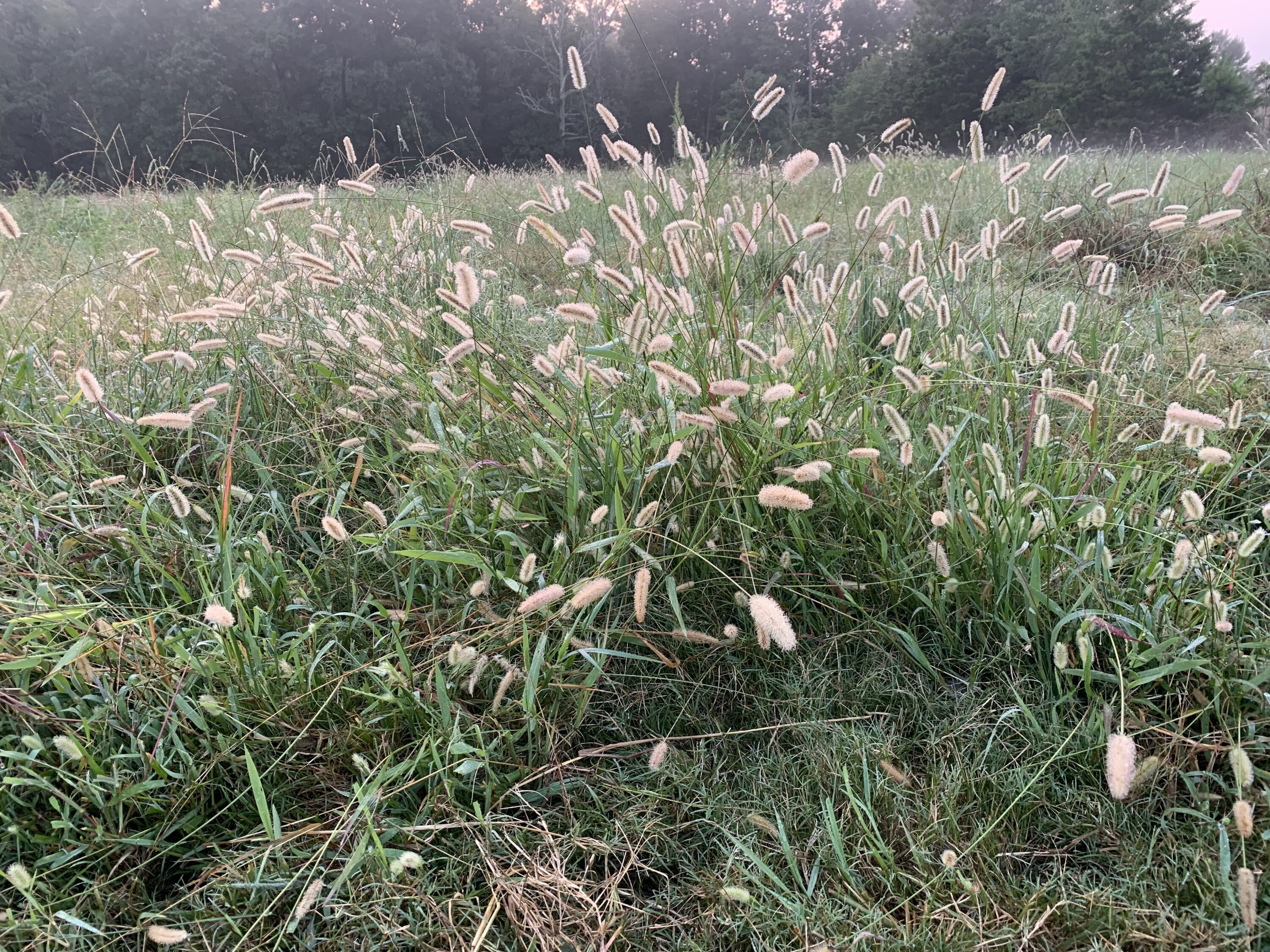 Foxtail tussock on pasture