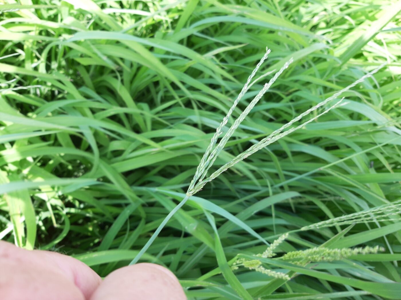 A closeup of the head of a mature blade of crabgrass.