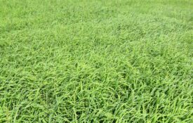 A field of crabgrass.