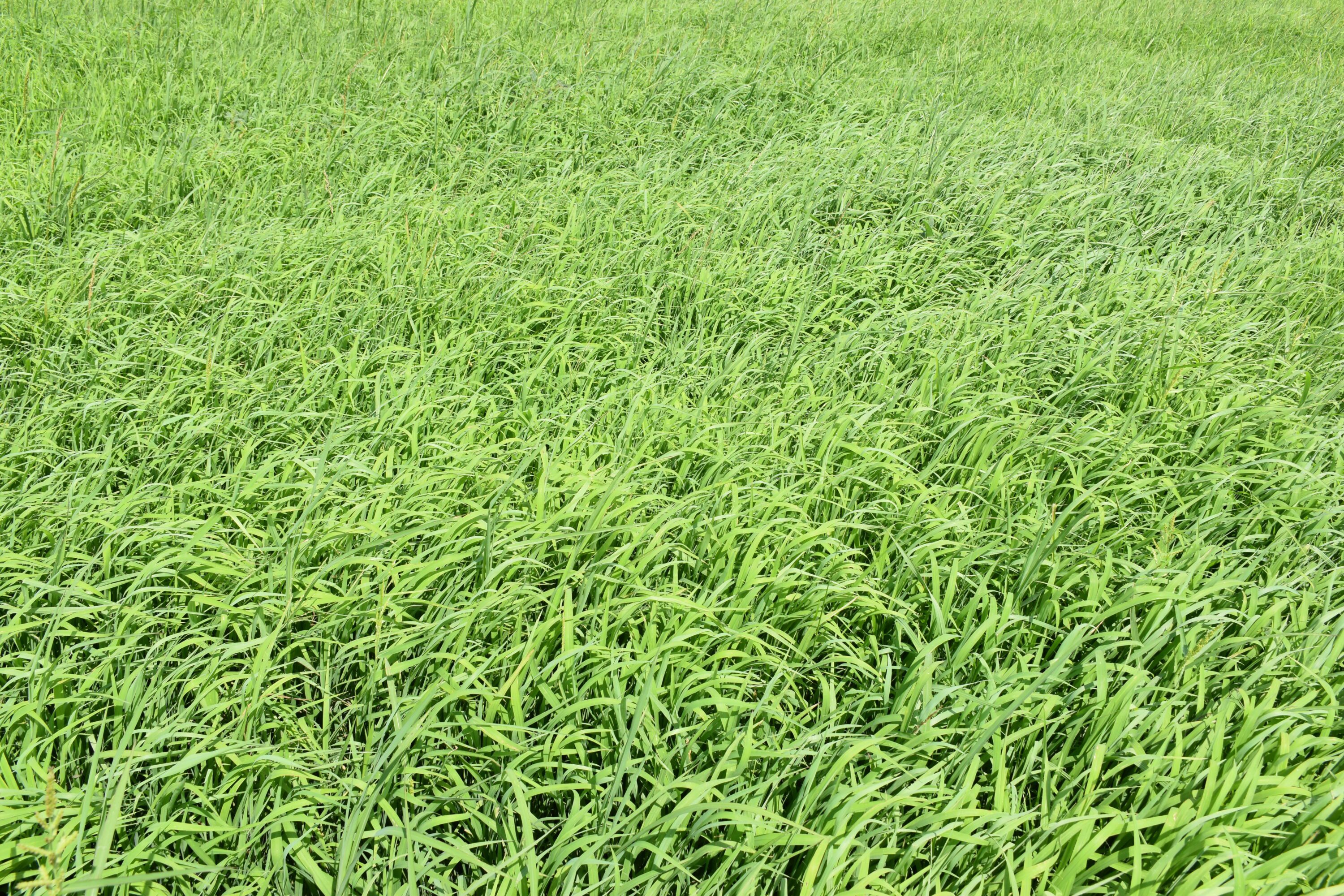 A field of crabgrass.