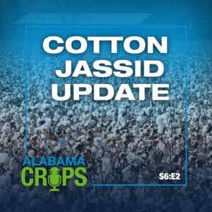 A graphic with the text Cotton Jassid Update, S6:E2. The background is a cotton field with a barn.
