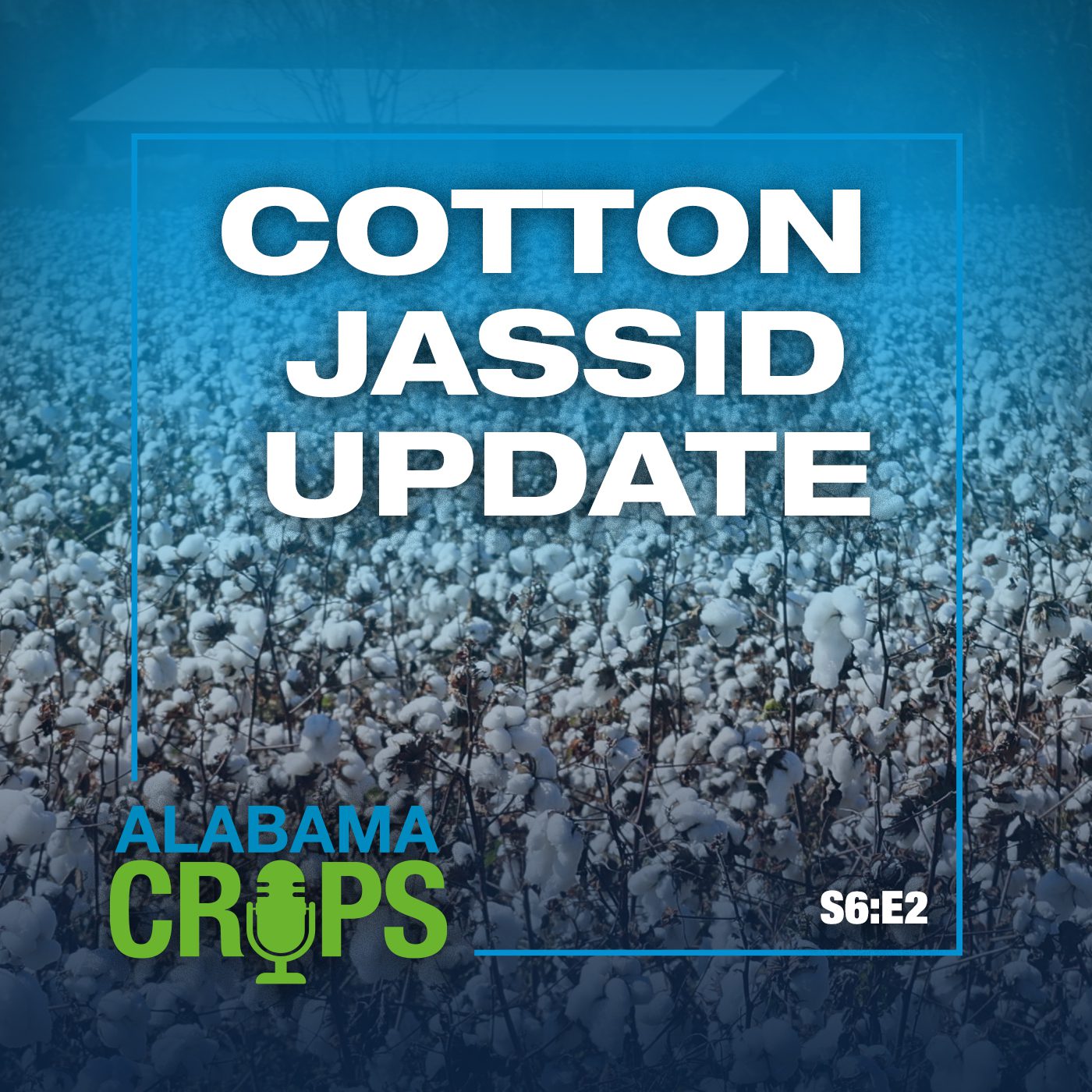 A graphic with the text Cotton Jassid Update, S6:E2. The background is a cotton field with a barn.