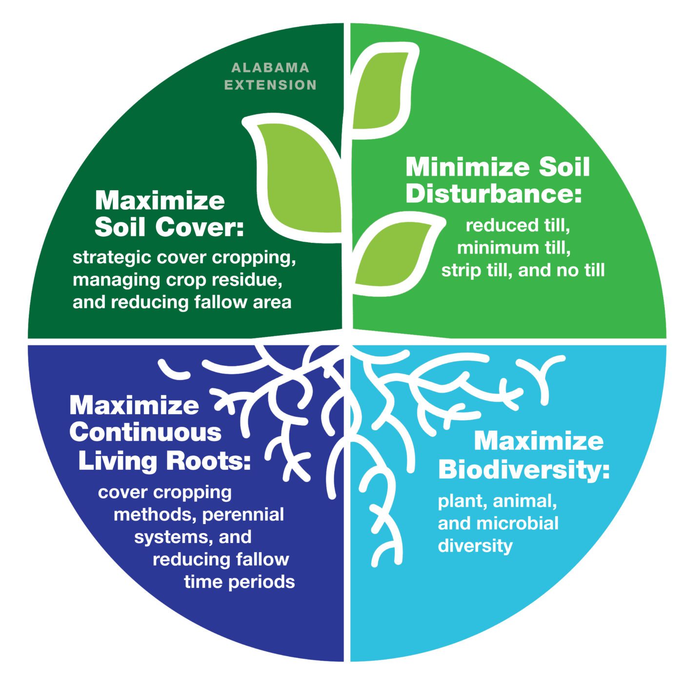 A circular graphic with 4 pieces that display the four principles of soil health: maximize soil cover, minimize soil disturbance, maximize biodiversity and maximize continuous living roots.