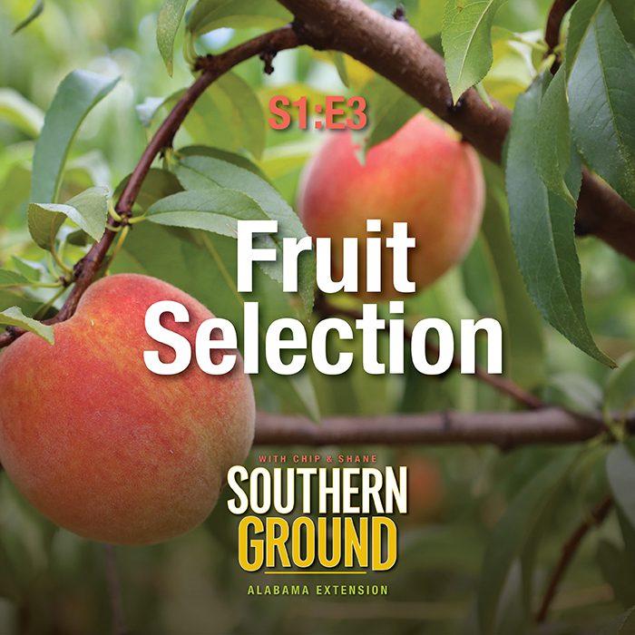 A square image of two ripe peaches on a tree. The image has the following words S1E3 Fruit Selection and the Southern Ground Alabama Extension logo at the bottom.
