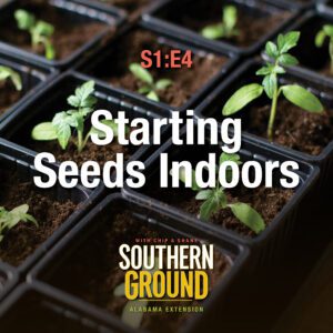 A square image of tomato plant seedlings in black trays. The image has the following words S1E4 Starting Seeds Indoors and the Southern Ground Alabama Extension logo at the bottom.