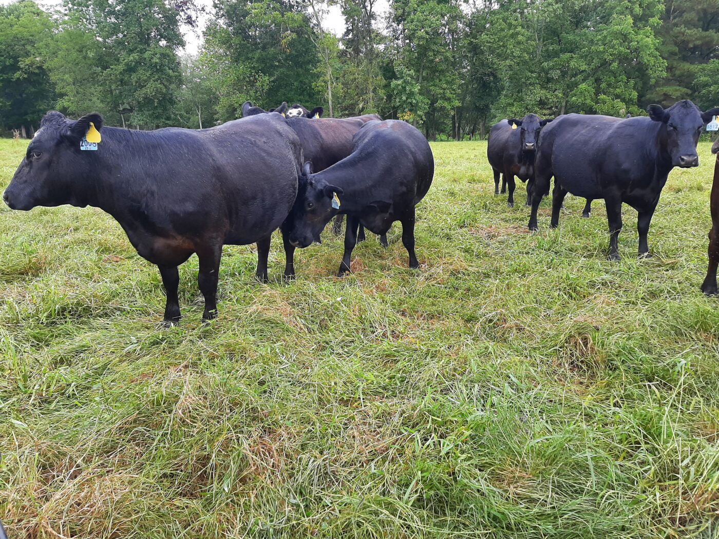 A small herd of black cattle grazing pasture.