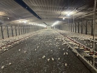 Baby chicks in a poultry house.